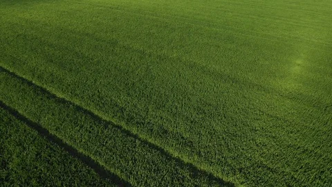 The Wind moves The Grass. The wind Motion On The Green Field. Aerial View  Stock Footage 128273301
