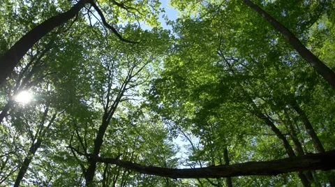 Wind that moves the green leaves of beech forest in the middle of a hot summer Video stock 62917895