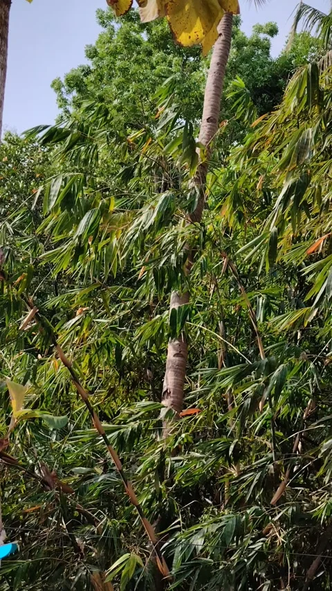 The wind moves the green leaves Stock Footage 288656147