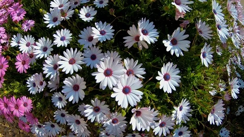 The wind moves a group of daisies. Stock Footage 106068026