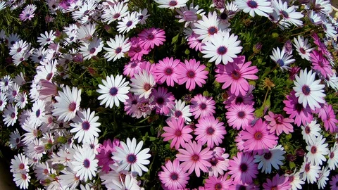 The wind moves a group of daisies. Stock Footage 106071387