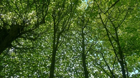 Wind that moves the leaves Stock Footage 116604572