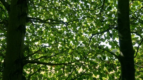 Wind that moves the leaves Stock Footage 116605288