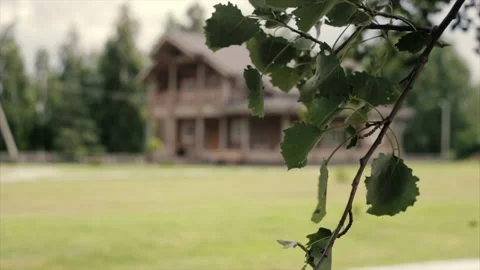 The wind moves the leaves on the tree branch Stock Footage 149003136