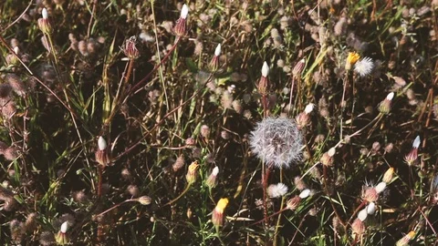 Wind moves through wild dandelion, top view. Close-up field with wildflowers Stock Footage 114350576