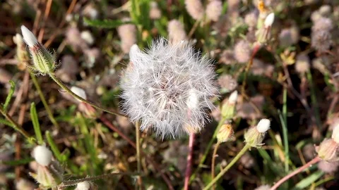 Wind moves through wild dandelion. Close-up field with wildflowers Stock Footage 114350721