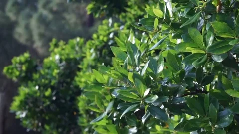 Wind moves tree closeup Stock Footage 117363228