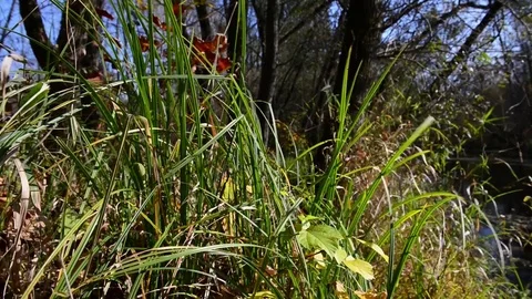 The wind moves the vegetation on the bank of the river on a sunny autumn day Stock Footage 83890789