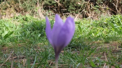 Wind moves a violet flower on the ground Stock Footage 236201693