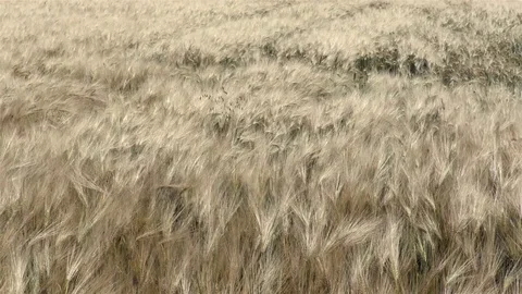 Wind moves the wheat in the field Stock Footage 76948495