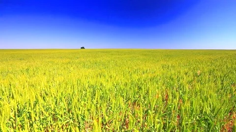Wind moves wheat Stock Footage 63838585