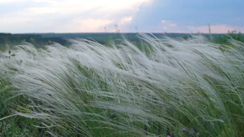 Wind moves the wild grass on the field with blue red sunset on the background Video stock 242230425