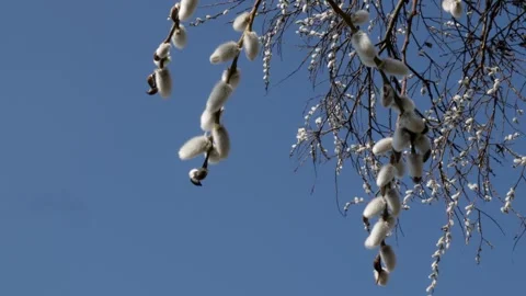 The wind moves willow branches decorated with kokoshniks Stock Footage 305821927