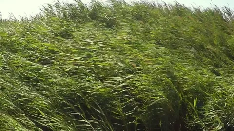 Wind moving bamboo plats rushes Vídeos de archivo 83677584