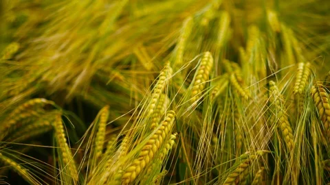 Wind moving a Barley field Stock Footage 89005998