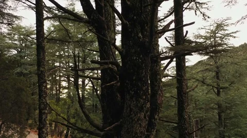 Wind moving branches of cedar trees in forest Vídeo Stock 301779504