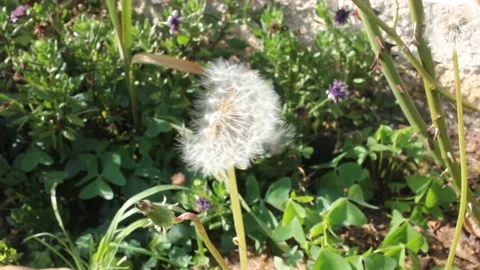 Wind is moving a dandelion Stock Footage 219237897