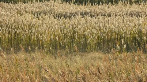 Wind moving the ears 库存影片 539978