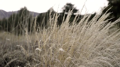 The wind moving the ears Video stock 125489717