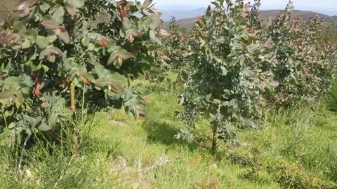 Wind moving eucaliptus Stock Footage 255210484