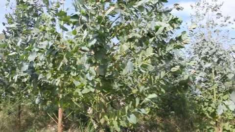 Wind moving eucaliptus in the mountains Stock Footage 260226393