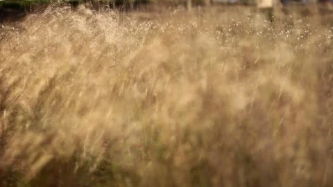 Wind moving golden Johnson grass Stock Footage 91805408