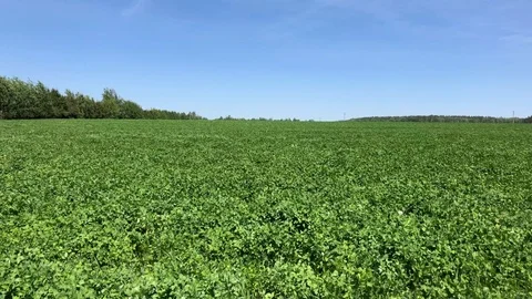 Wind moving grass in the field Stock Footage 108721978