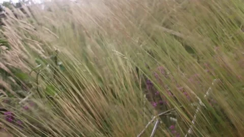 The wind moving grass in a field in the mountains Stock Footage 260226378