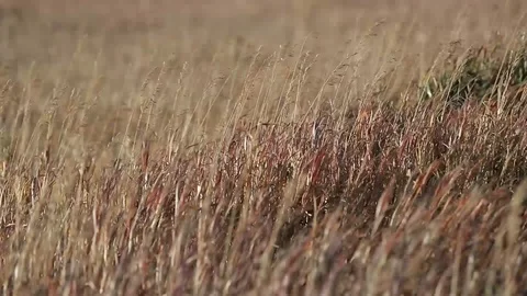 Wind Moving Grass Slow Motion Stock Footage 101033050