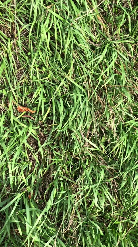 Wind moving the green grass Stockbeeldmateriaal 140979060