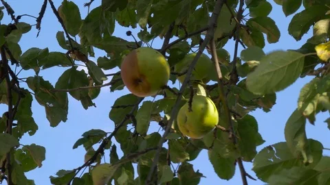 Wind moving the half rotten apple Stock Footage 115903216