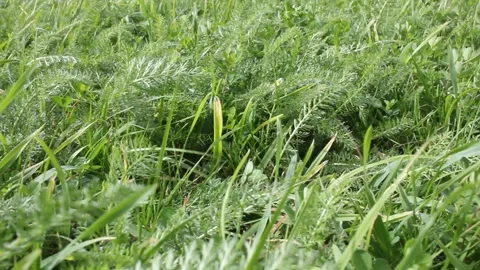 Wind moving herbs in a windy day Stock Footage 260226404