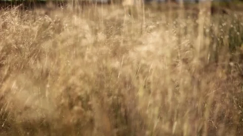 Wind moving Johnson grass Stock-Footage 91805404