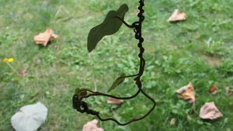 Wind moving a kiwi tree twig Stock Footage 219237850