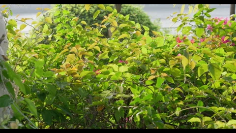 Wind Moving Leaves in Dense Green Bush Stock Footage 331010608