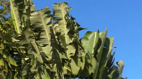 Wind moving leaves of palm tree Ravenala madagascariensis Stock Footage 7757680
