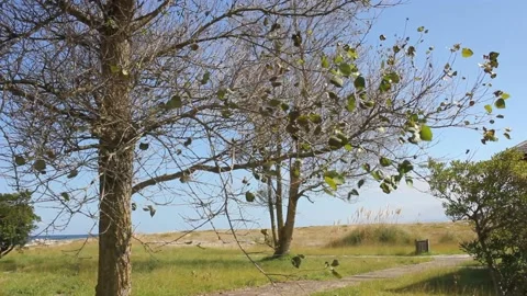 Wind moving leaves of a tree close to the sea Video stock 234023847