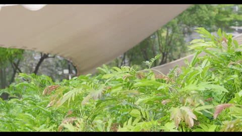 Wind Moving Leaves Under Canopy in Outdoor Green Space Stock Footage 331011329