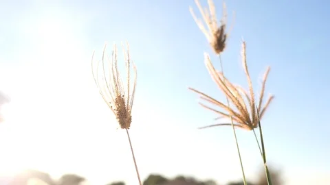 Wind moving pass grass flowers, sky background. Stock Footage 122163438