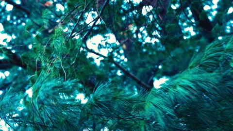 Wind moving a pine tree Stock-Footage 331655245