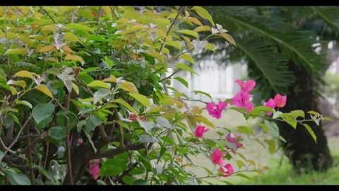 Wind Moving Pink Flowers and Green Leaves in Garden Stock Footage 331010741