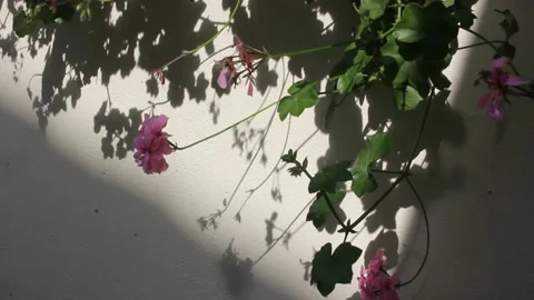 Wind moving plants that cast their shadow in the wall Stock Footage 217026628