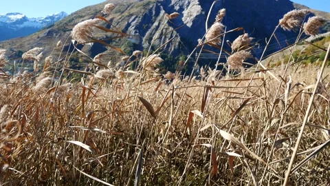 Wind moving plants in dry meadow Stock Footage 143033764