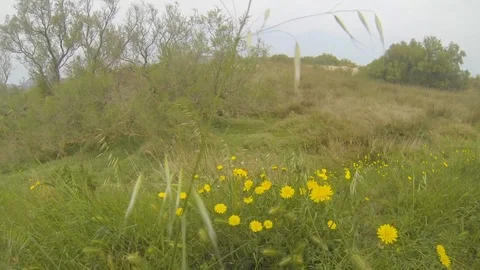 Wind moving plants, herbs and flowers Stock Footage 107879828