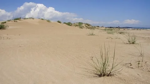 Wind moving plants on the sand Stock Footage 235984496