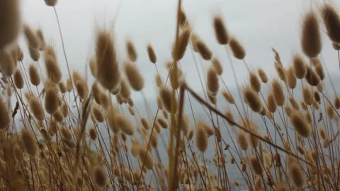 Wind moving the plants softly in front of the sea. Relaxing movement Stock Footage 312526310