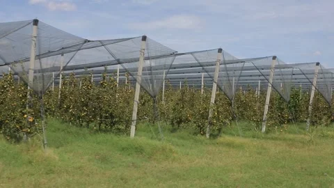 Wind moving protective netting over fruit trees Stock Footage 282302056
