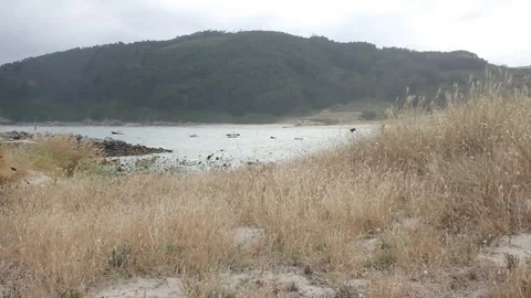 Wind moving small plants in Estaca De Bares, Spain Stock Footage 315189230