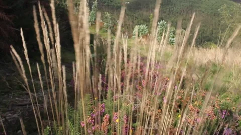 The wind moving some fine herbs Stock Footage 242756937