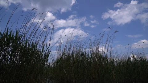Wind moving the tall water grass Video stock 89703568